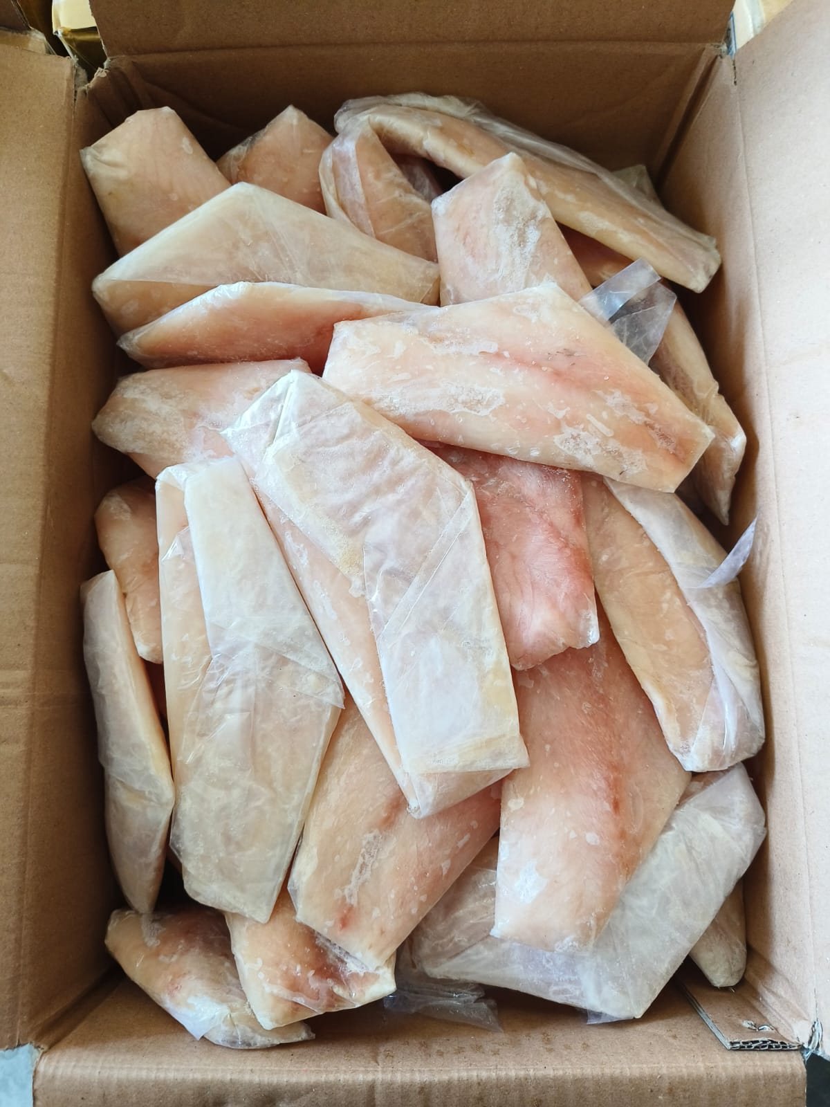 Ikan Kakap Putih 2