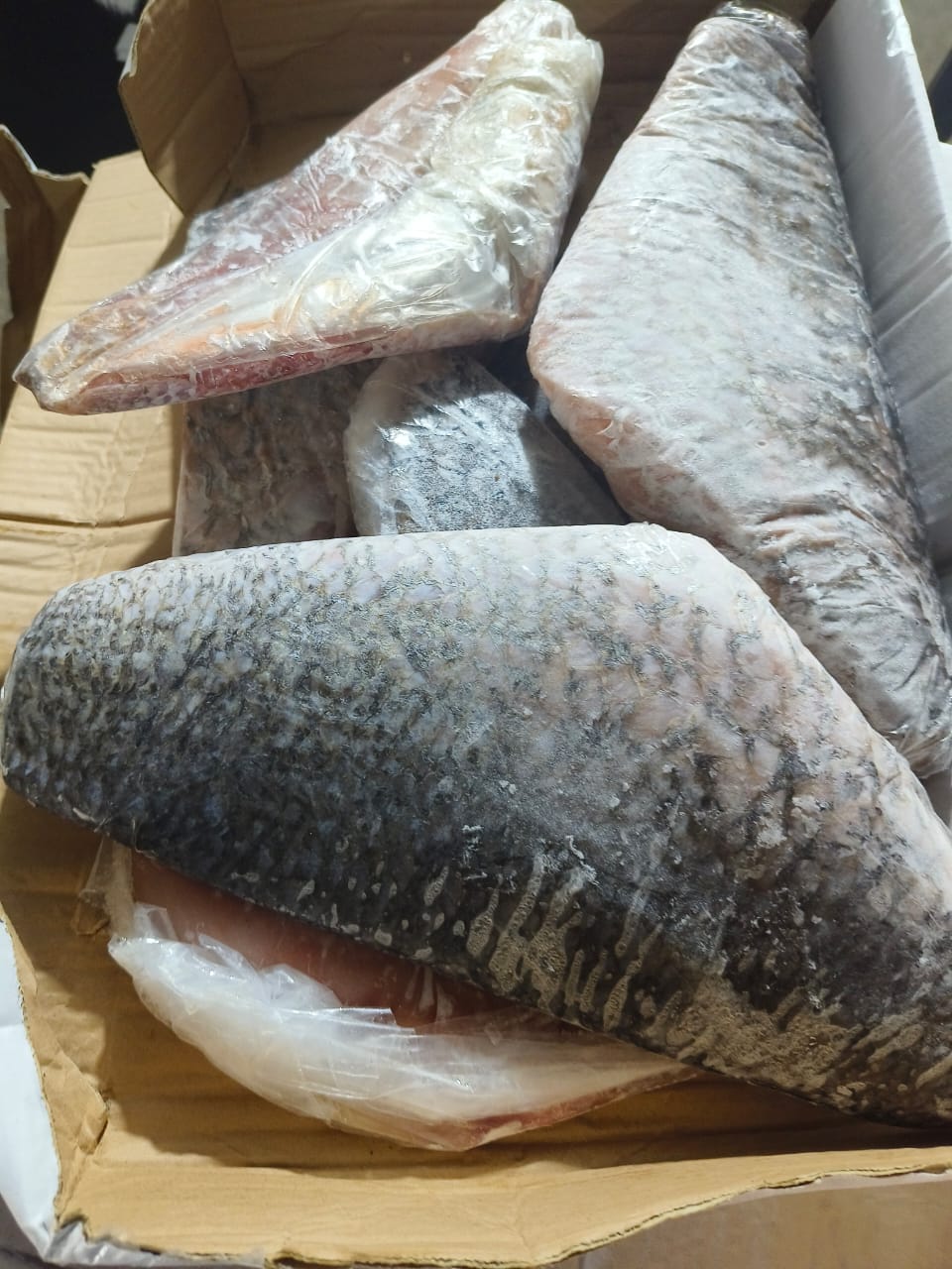Ikan Kakap Putih 1